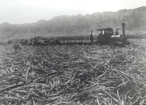 Waimanalo Sugar Plantation c1890s