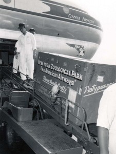 Platypusary crate from New York Zoological Gardens is boarded on a Pan American Airways plane at Honolulu Airport, 1949. 