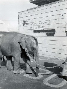 Baby Elephant in Transit at Honolulu International Airport, 1960s.