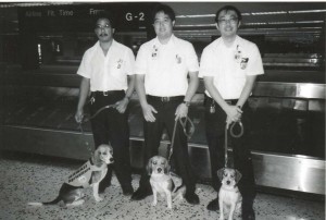 U.S. Department of Agriculture beagle dog corps, Honolulu International Airport, 1990s.
