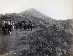 Buggies on Mt. Tantalus, Honolulu, 1900s.    