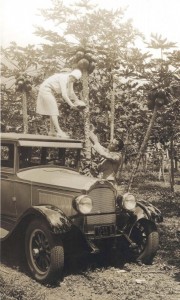 Woman stands on top of her automobile in Honolulu, to pick papayas, 1928.  