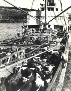 Kawaihae Harbor, Hawaii, 1930s. On their way to market, these cows first had to swim from shore to the ship to be loaded by hoist at Kawaihae Harbor on the SS Humuula.  