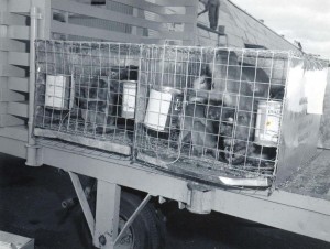 Animals await travel in Pan American Cargo Building, Honolulu International Airport, 1950s. 