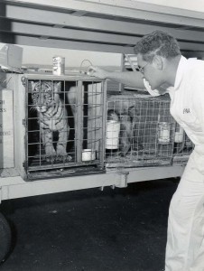 Baby Tigers in Transit through Honolulu International Airport, 1960s.